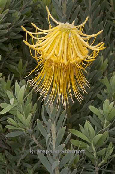 leucospermum reflexum 4 graphic